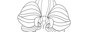 Orchid Template – Large